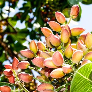 Pistachos