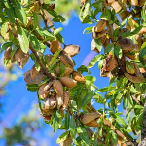 Almendros