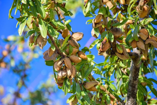 Almendros