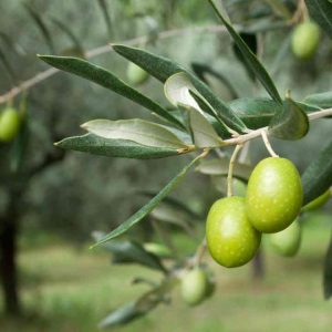 Olivos