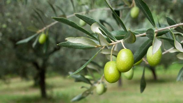 Olivos