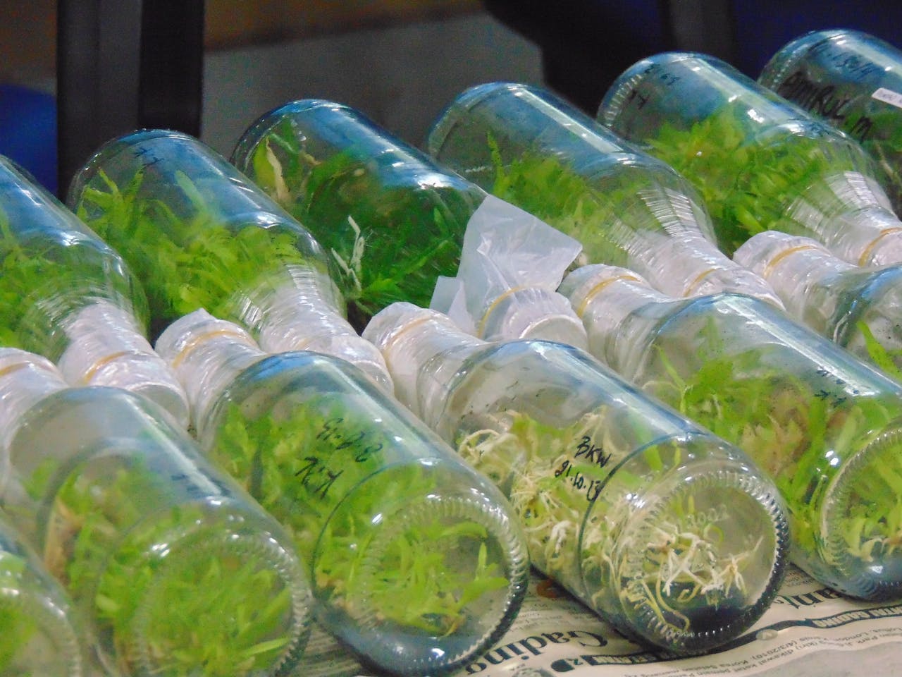 Mastering the First Impression: Your intriguing post title goes here Tissue culture plants in glass bottles, showcasing laboratory methods in botany.