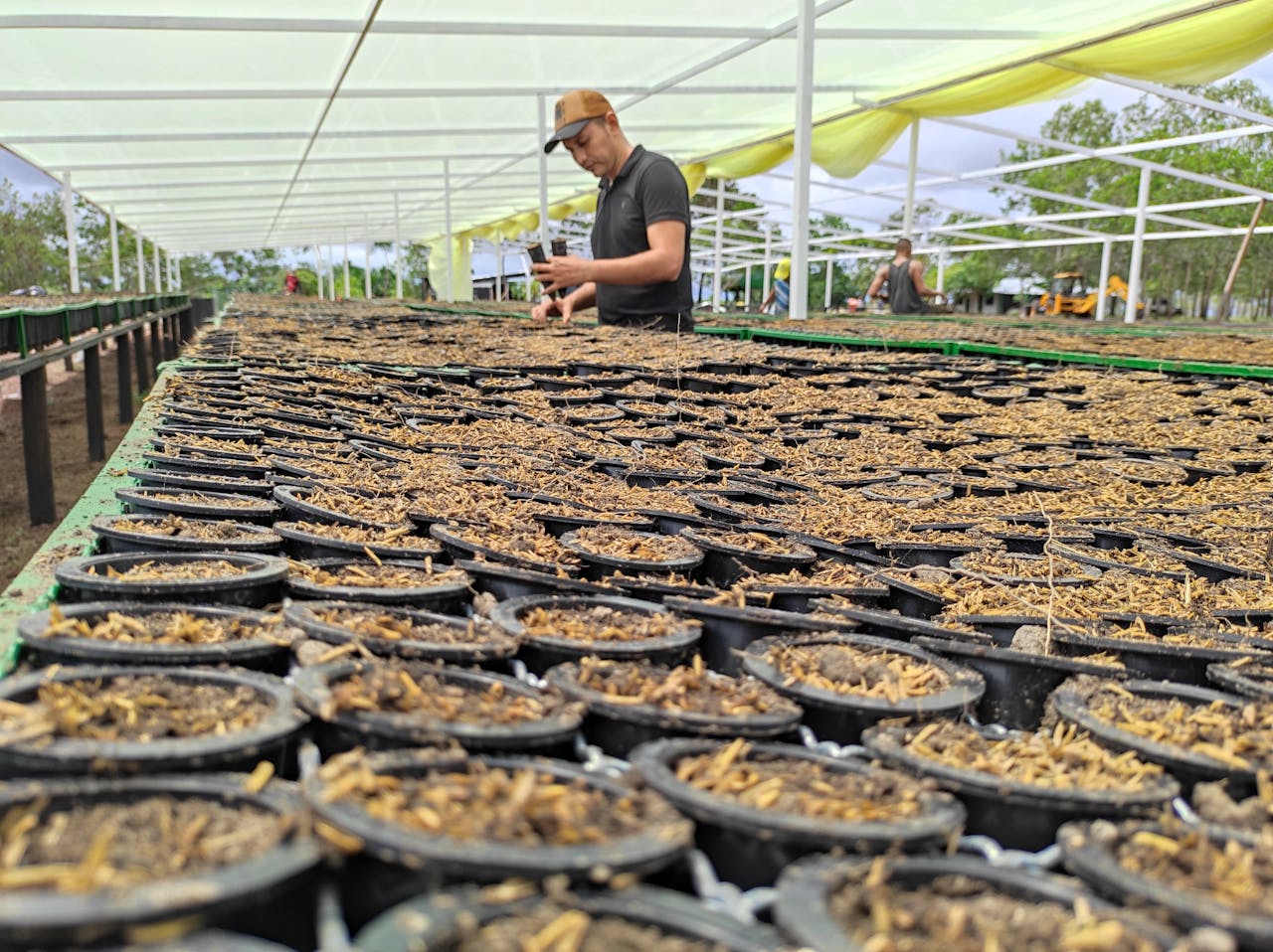 Crafting Captivating Headlines: Your awesome post title goes here Worker tending seedlings in a large agricultural nursery greenhouse.