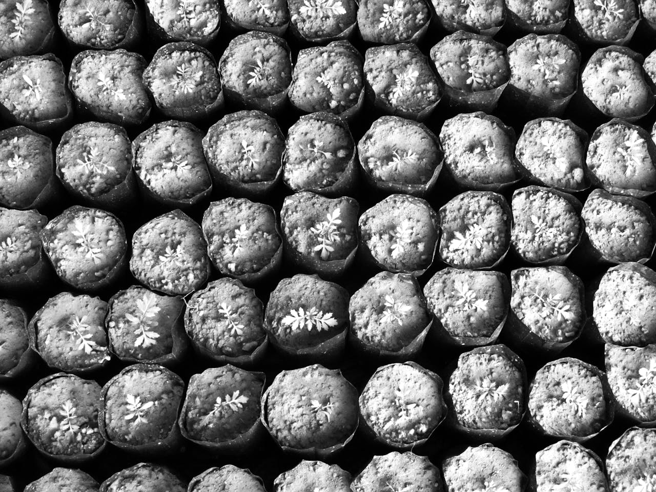 The Art of Drawing Readers In: Your attractive post title goes here Monochrome top view of seedlings in soil-filled pots, creating a geometric pattern.