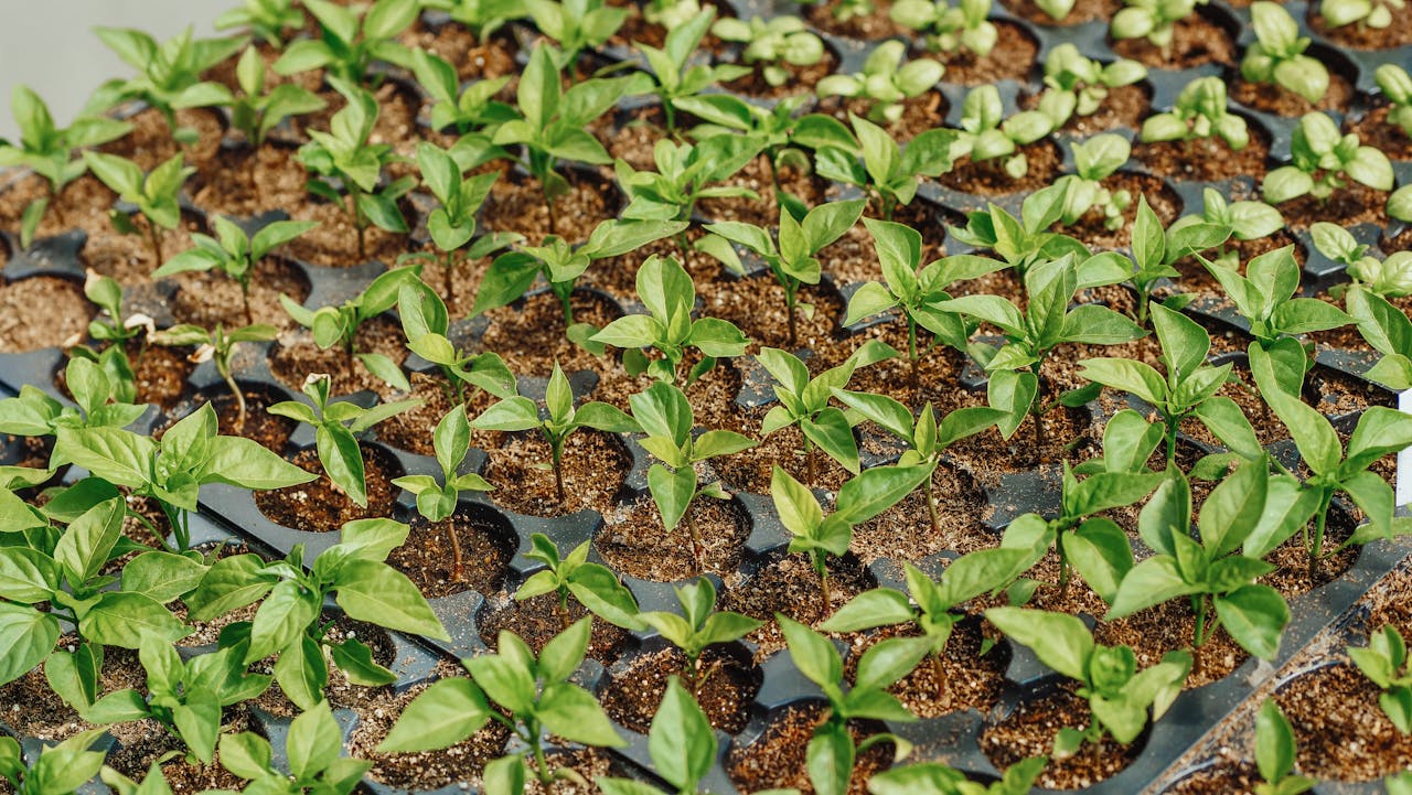 The Art of Drawing Readers In: Your attractive post title goes here Close-up view of young green seedlings thriving in soil-filled nursery trays outdoors.
