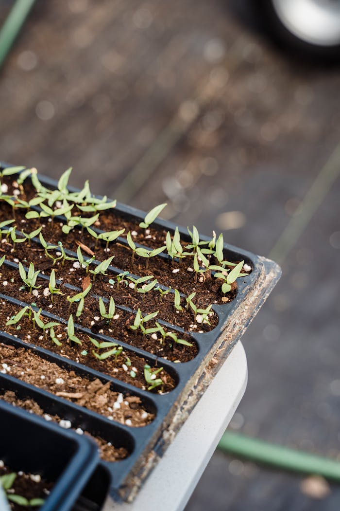 Close-up of young seedlings sprouting in soil trays inside a greenhouse environment.