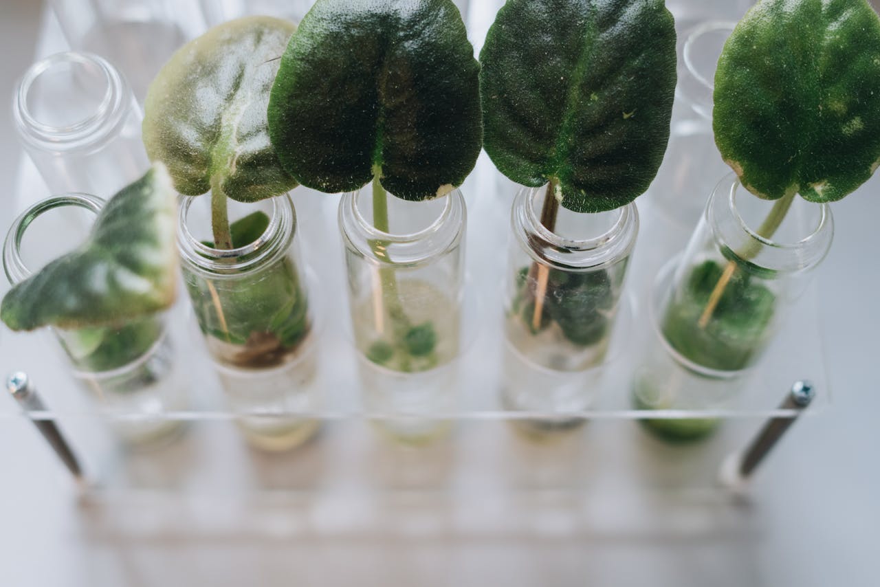 Mastering the First Impression: Your intriguing post title goes here Close-up of green leaves placed in glass vases on a white background using a transparent rack.