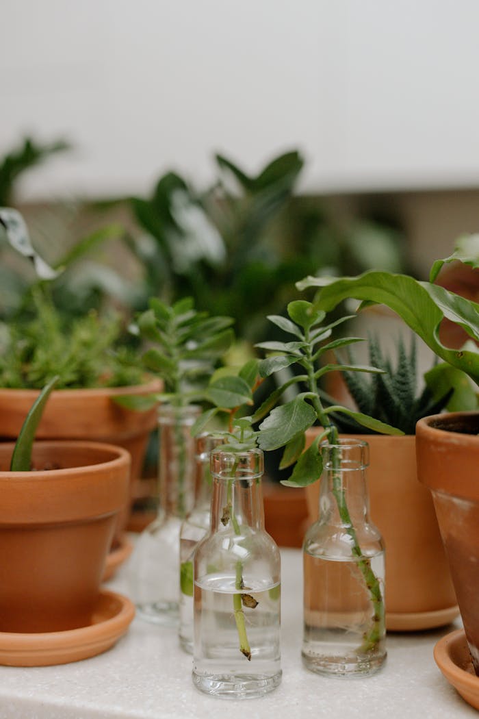 why-choose-us-02 Aesthetic arrangement of succulents and glass bottles indoors with a neutral background.